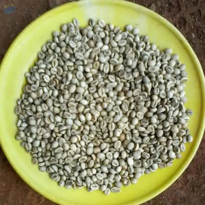 Robusta, Arabica Green Coffee Beans