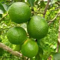 Fresh Seedless Lime