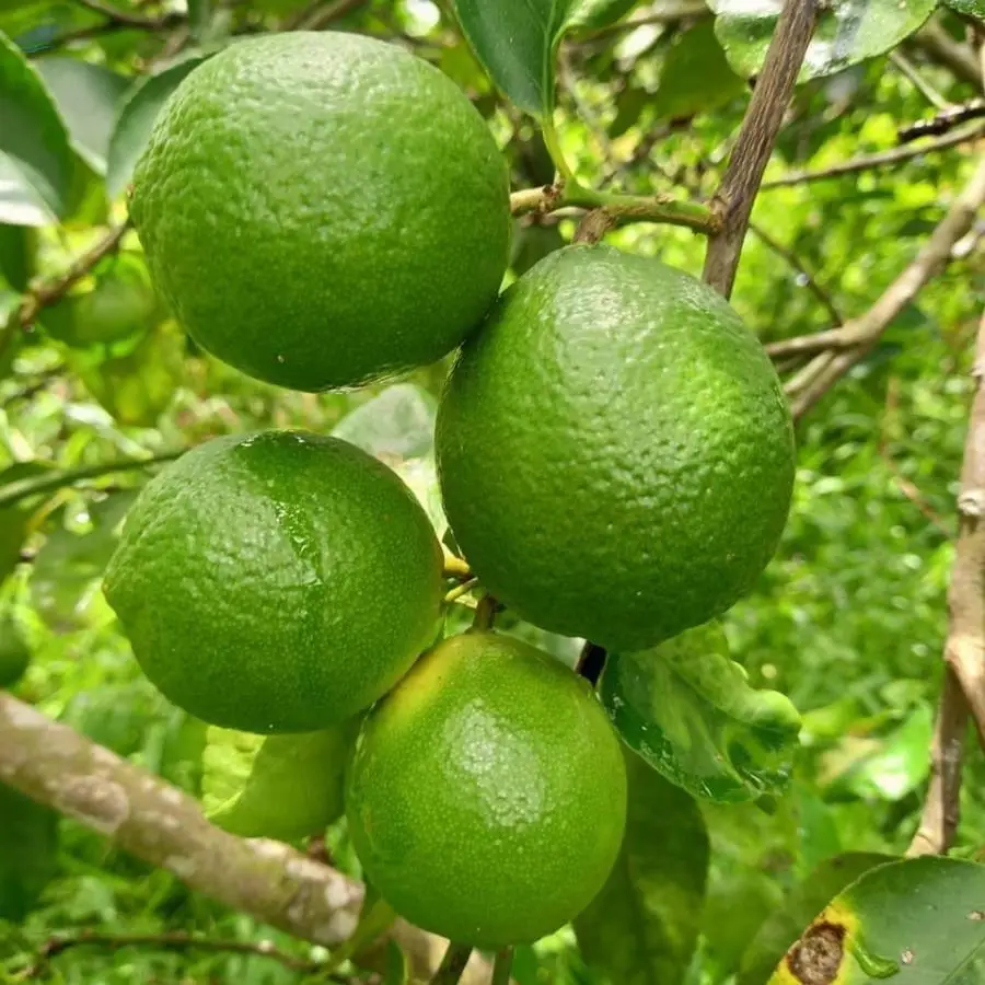 Fresh Seedless Lime