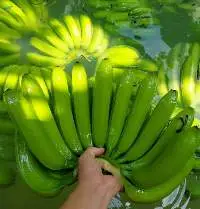 Cavendish Banana