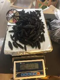 Turkey Sea Cucumber (Tubulosa , Poli, Mamata)