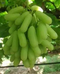 Fresh Green Grapes