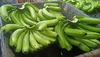 Cavendish Banana