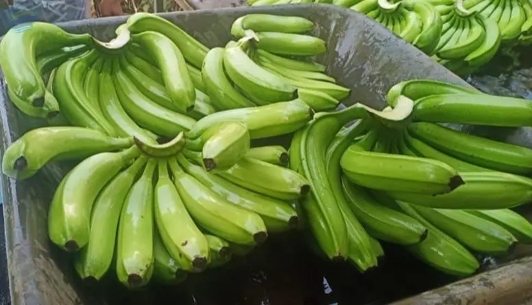 Cavendish Banana