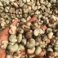 Cashew Nut