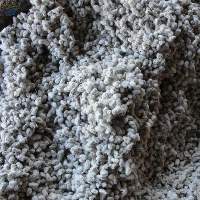 Cotton Seed