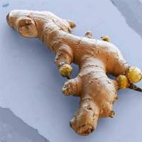 Ginger