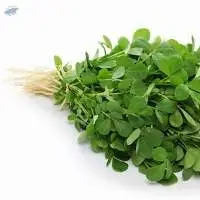 Fenugreek