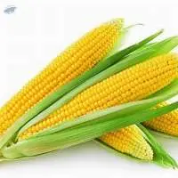 Sweet Corn