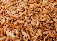 Gammarus