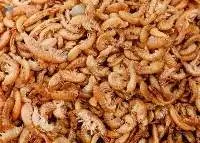 Gammarus