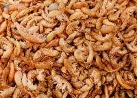Gammarus