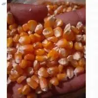 Yellow Corn