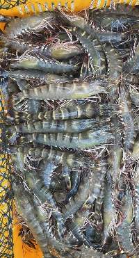 Takausui Shrimp