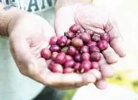Robusta Coffee Beans