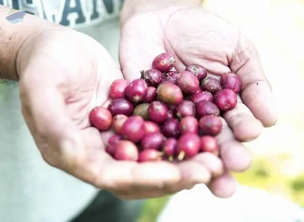 Robusta Coffee Beans