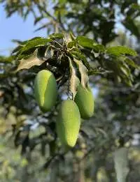 Organic Mango Dusheri
