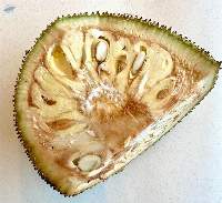 Organic Jackfruit