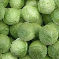Cabbage