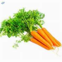Carrot