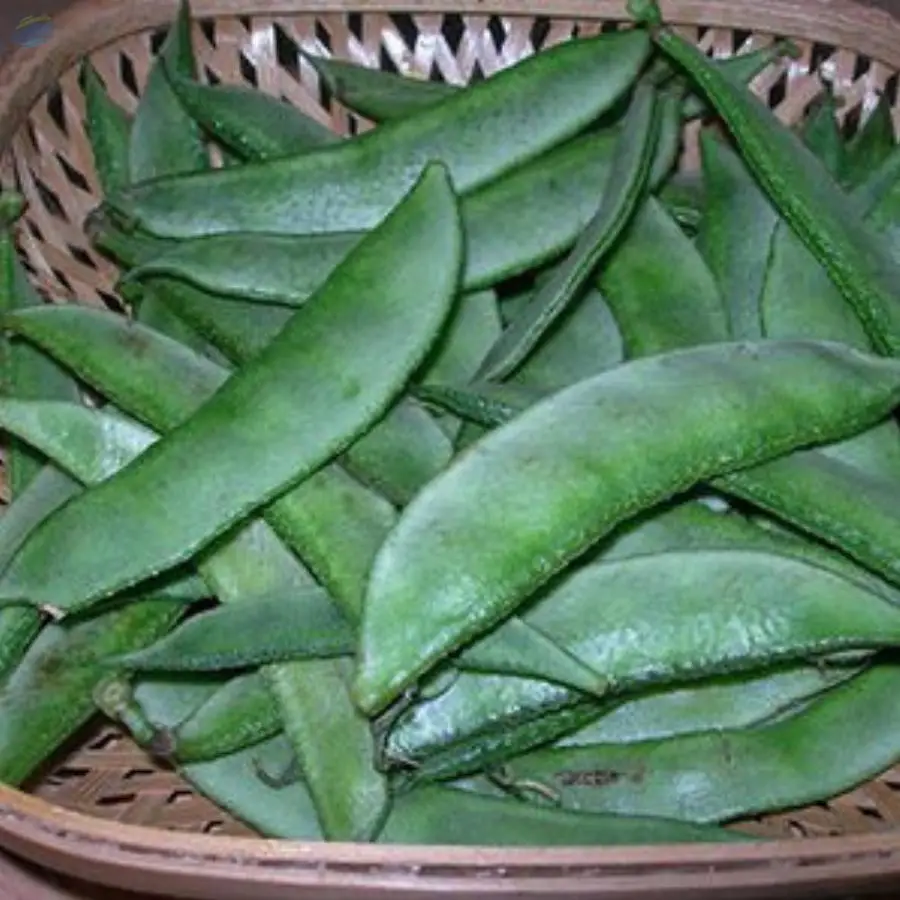 Broad Beans