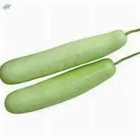 Bottle Gourd