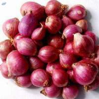 Small Onion
