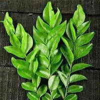 Curry Leaves