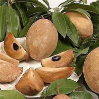 Sapodilla