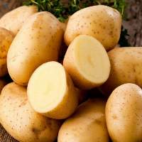 Potato