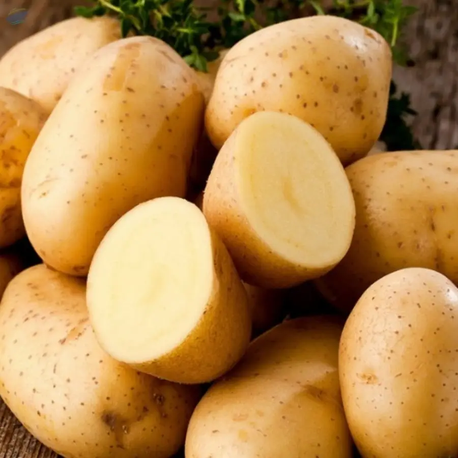 Potato