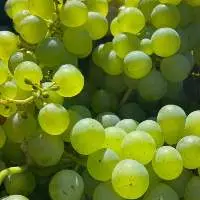 Grapes