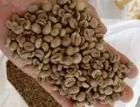 Green Bean Robusta GR 3