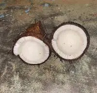 Coconut