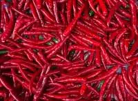Chilli (Green & Red)