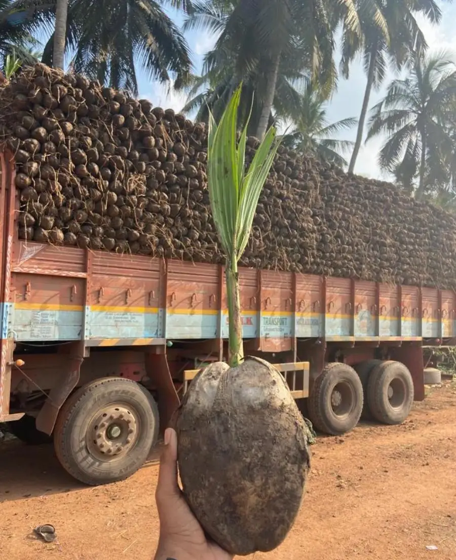 Coconut Plants