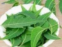 Neem Leaves