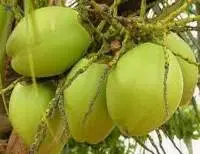 Tender Coconut
