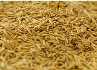 Rice Husk