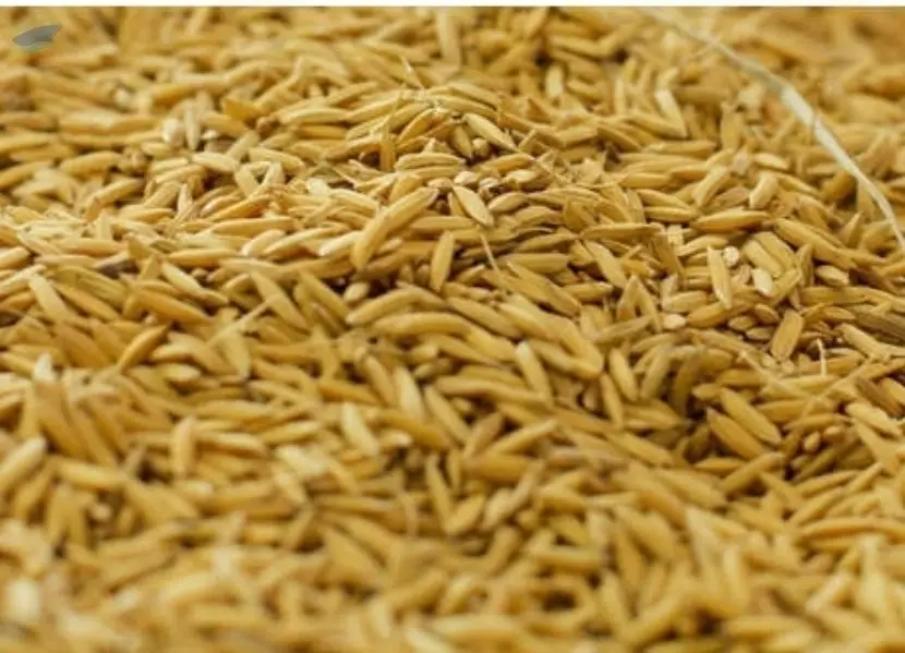 Rice Husk