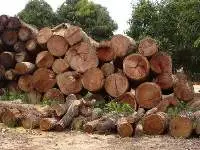 Teak Wood, Mango Wood, Acasia , Red Maranti