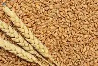 Wheat
