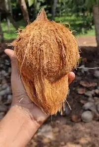 Semi Husked Coconut