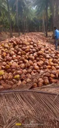 Whole Coconut