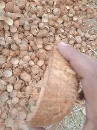 Mechine-cut Coconut Shell