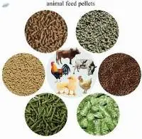 Animal Feed