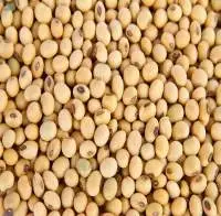 Soyabeans