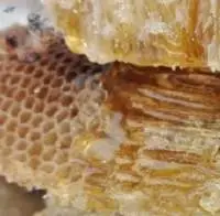 Jungle Honey  