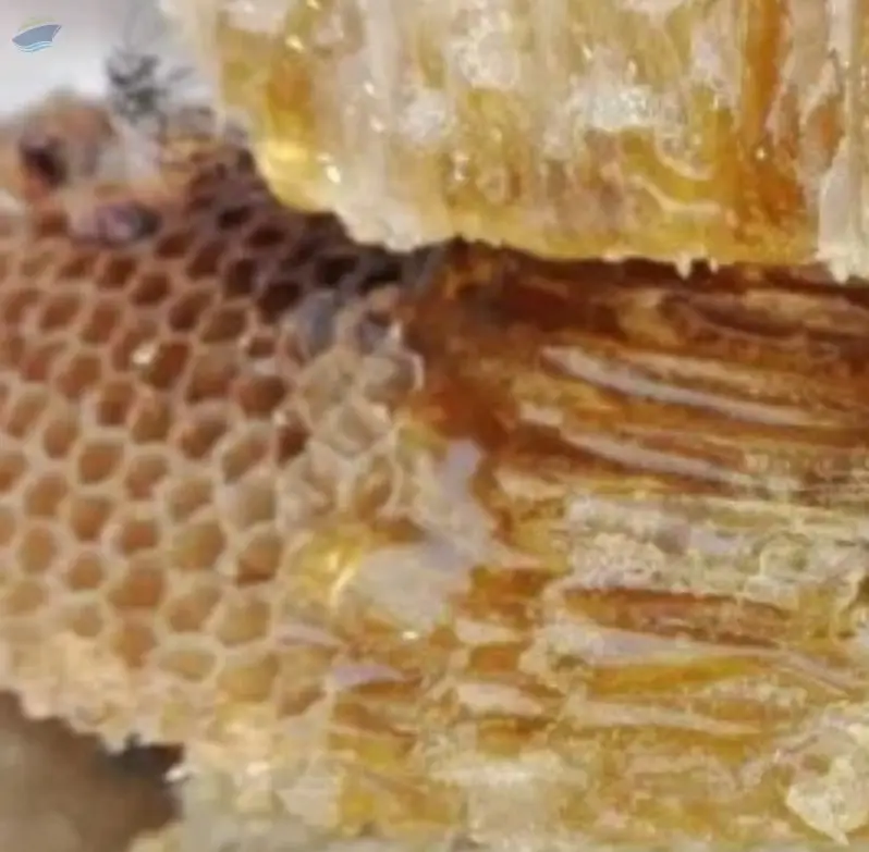 Jungle Honey  