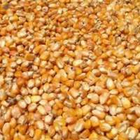Soyabean Meal